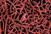 Pygmy Seahorse camouflaged in the red coral Malaysia