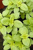 Basilic 'Magical Michael'