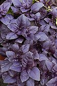 Basilic 'Red Rubin'