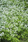GALIUM ODORATUM