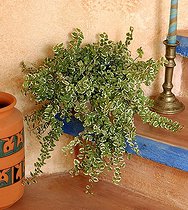 FICUS PUMILA