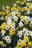 NARCISSUS EN MELANGE