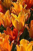 TULIPA SIMPLE TARDIVE 'EL NINO'