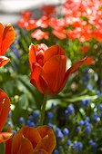 TULIPA SIMPLE TARDIVE 'GRANDE DOUCEUR'