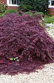 ACER