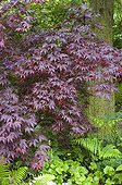 ACER