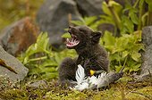 Arctic fox cub yawning while playing with a bird carcass' ; Fox cub is few weeks old.<br>The bird carcass' is a bait used by the photographer to make his report.
