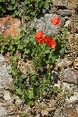Poppy growing on a dry stone wall facing south west  France ; Location: Dinan.