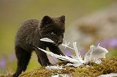 Arctic fox cub gnawing at a bird carcass Iceland ; Fox cub is a few weeks old. The bird carcass is a bait used by the photographer to make his report.