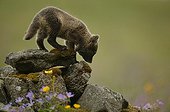 Arctic Fox cub smelling marks on moss covered rocks ; Fox cub is a few weeks old.