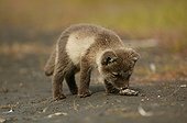 Arctic Fox cub smelling at droppings on the ground Iceland ; Fox cub is a few weeks old.