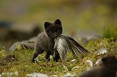 Arctic Fox cub holding a prey in its mouth Iceland ; Fox cub is a few weeks old. The bird's carcass is a bait from the photographer to make his report.