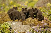 Arctic Fox cubs watching out of their burrow Iceland ; Fox cubs are a few weeks old. They are staring at a precise point.