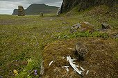 Arctic fox cub near a bird carcass on a moss covered rock ; The fox cub is a few weeks old. The perspective view shows a waterfall in the background, frequent appearance in the islandic landscpe. The bird carcass is a bait from the photographer to make his report.