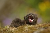Arctic fox cub yawning during a nap on a moss covered rock ; The fox cub is a few weeks old.