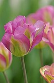 Detail from a pink flower of Viridiflora Greenland Tulip