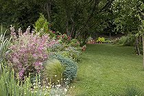 Weigelia "Kosteriana variegata" Reed and Common Rue ; Garden : "Jardin du fond de l'or" Mr Lubet
