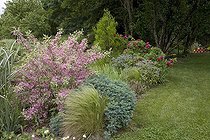 Weigelia "Kosteriana variegata" Reed and Common Rue ; Garden : "Jardin du fond de l'or" Mr Lubet