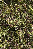 Common Madder in fruit in a garden