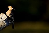 African Hoopoe on a stump NP Kruger South Africa