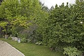 Shrubs at Jardin de Chantal et Alain