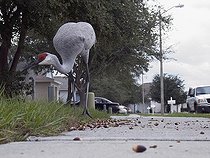 Grue du Canada dans une rue de la ville de Lutz Floride ; Les lotissements résidentiels ont pris la place des champs agricoles où venaient se nourrir ces oiseaux. Certains d'entres eux continuent à revenir chaque année et se nourrissent aux abords des lotissements.