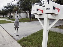 Grue du Canada dans une rue de la ville de Lutz Floride ; Les lotissements résidentiels ont pris la place des champs agricoles où venaient se nourrir ces oiseaux. Certains d'entres eux continuent à revenir chaque année et se nourrissent aux abords des lotissements.