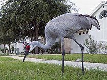 Grue du Canada dans une rue de la ville de Lutz Floride ; Les lotissements résidentiels ont pris la place des champs agricoles où venaient se nourrir ces oiseaux. Certains d'entres eux continuent à revenir chaque année et se nourrissent aux abords des lotissements.