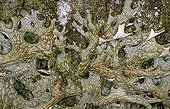 Close-up of lung lichen France
