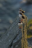 Macareux moines posés sur un rocher en bord de mer Norvège