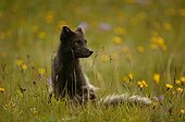 Arctic fox sat in a meadow during springtime in Iceland ; The flanks and the tail of the animal shows remains of wintry livery.