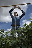 Staking of a tomato seedling on a horizontal stake France