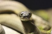 Front shot of a King Cobra ready to attack