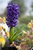 Hyacinth 'Blue Pearl' in pot Provence