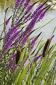 Purple Loosestrifes and Cattails near a pond Provence