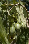 Tomatillo unripe France