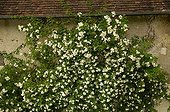 Rose-tree with flowers climbing on a house facade France ; Site : Medieval village of Asnières sur Vesgre