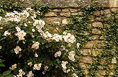 Rose-tree with flowers climbing on a low wall France ; Site : Medieval village of Asnières sur Vesgre<br>Rose-tree type "Flying Carpet" modern hybrid