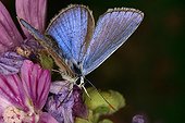 Common Blue on flower Midi-Pyrénées France