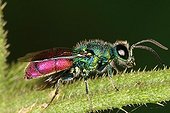 Cuckoo Wasp Midi-Pyrénées France