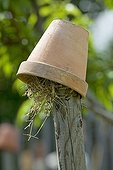 Shelter for Earwigs in a garden Provence
