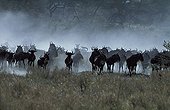 Herd of Blue wildebeests Ngorongoro Tanzania ; Site : N'gorongoro crater<br>