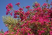 Bougainvillea red Abu Dhabi UAE