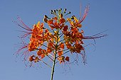 Peacok Flower UAE