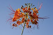 Peacok Flower UAE