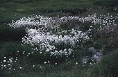 Tall cottongrasses in an alpine wetland area France