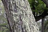 Lichen on a southern beach trunk Tierra del Fuego