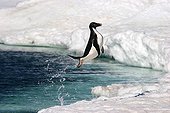 Adelie penguin leaving water Terre Adelie ; The Adelie penguin jumps out of the water and landed on its feet.