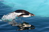 Adelie penguin jumping over water Terre Adelie ; Porpoising is the swimming mode of Adelie Penguin.