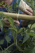 Training of a tomato plant on a horizontal guardian